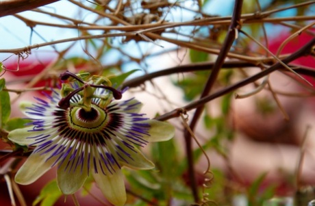 La preciosa Clarice de ojos azules posa desnuda para mostrar de cerca su coño depilado