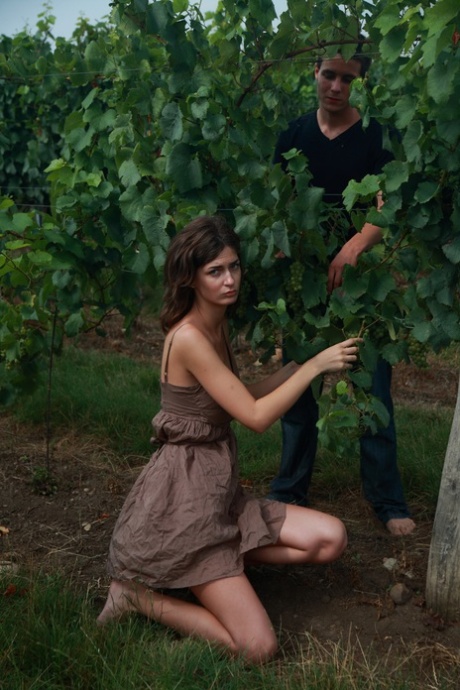 Young couple get each other bare naked while having sex between rows of grapes