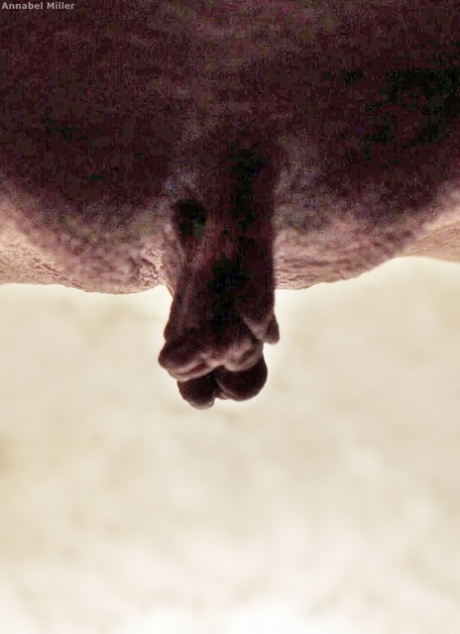 La nonnina disinibita mostra il suo clitoride maturo e sporgente in un primo piano estremo
